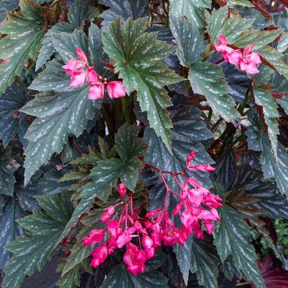 Begonia Coccinea 3