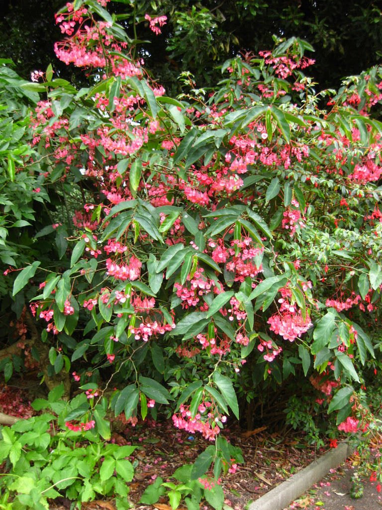 Begonia Coccinea 2