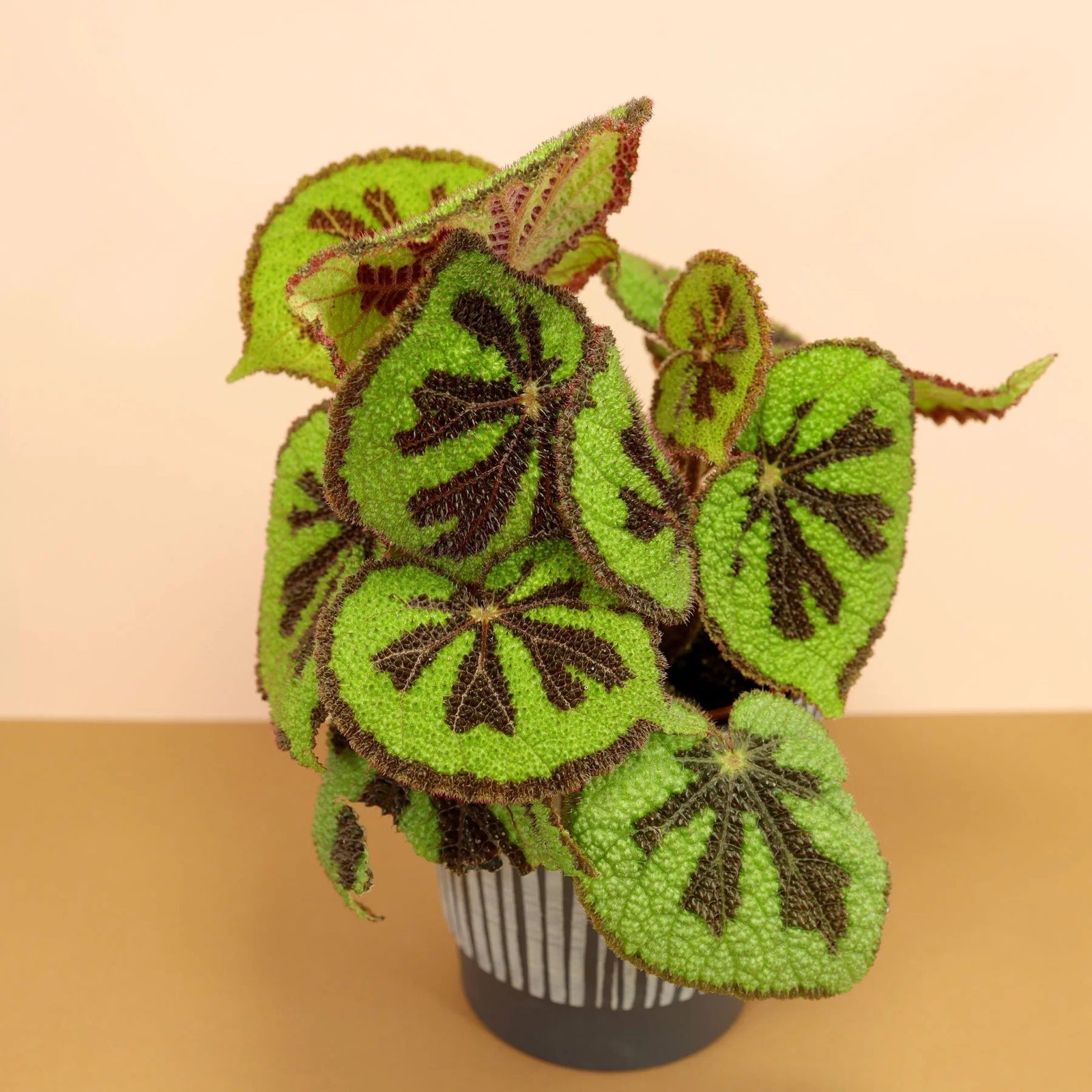 Begonia Masoniana