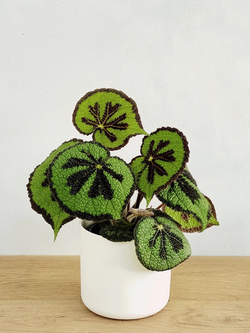 Begonia Masoniana 3