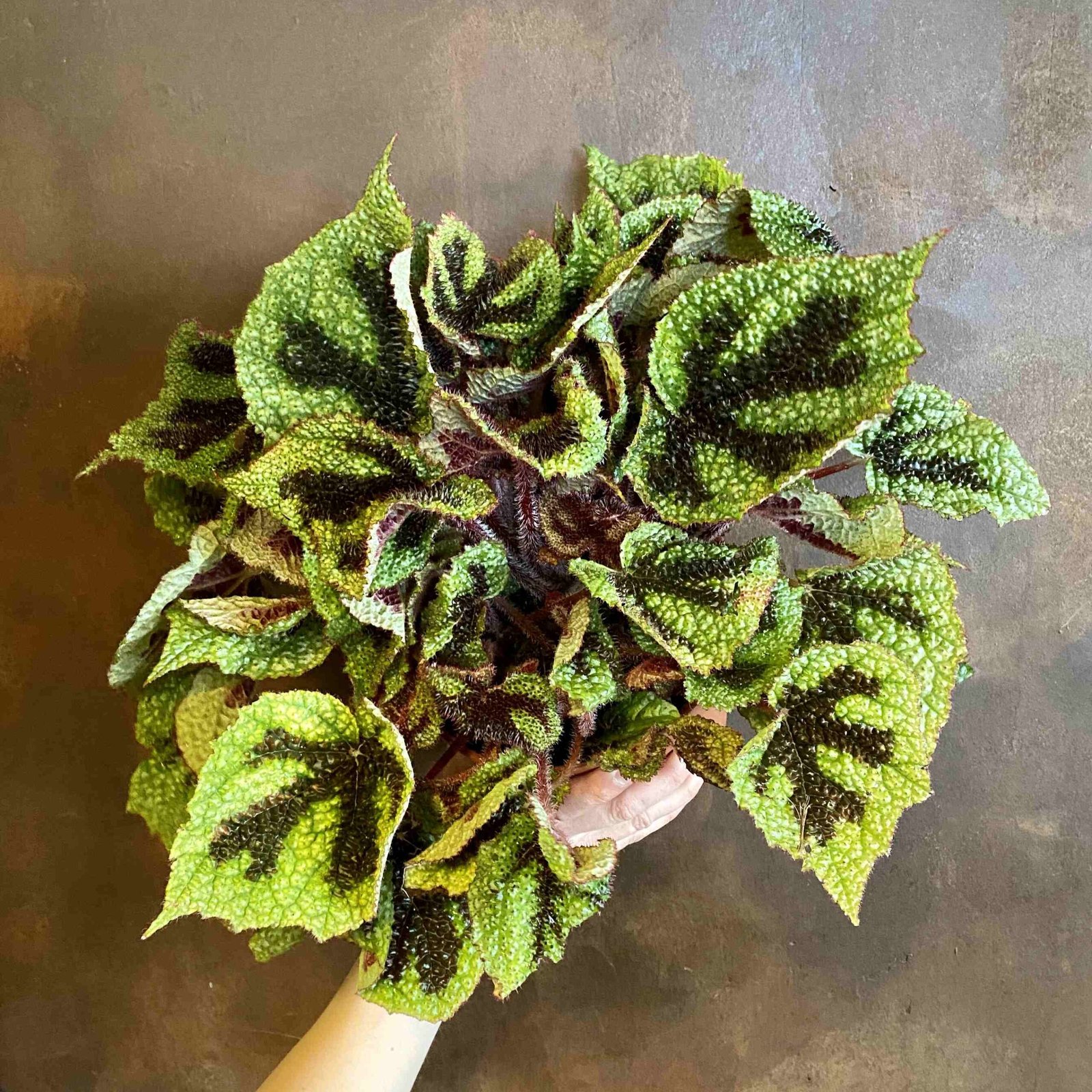 Begonia Masoniana 2