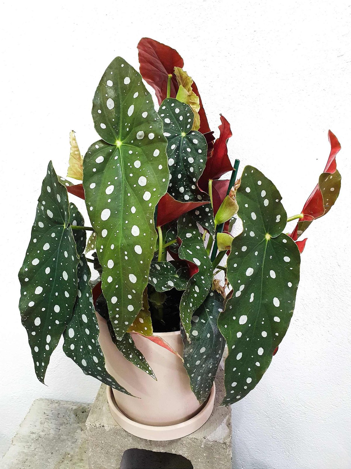 Begonia Maculata 2