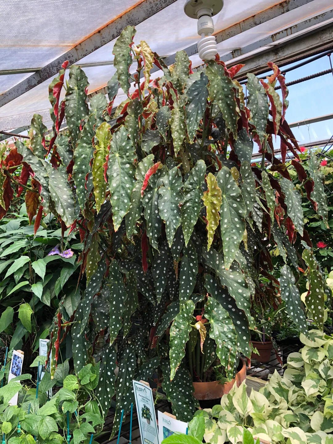 Begonia Maculata