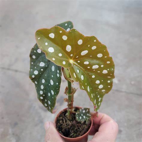 Begonia Maculata 3