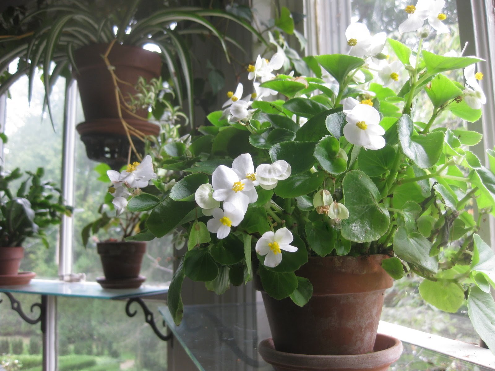 Begonia Semperflorens 3
