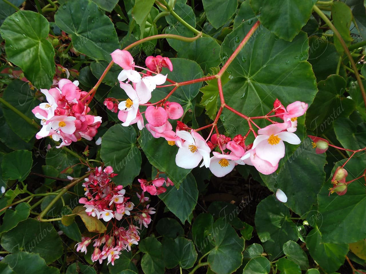 Begonia Semperflorens 2