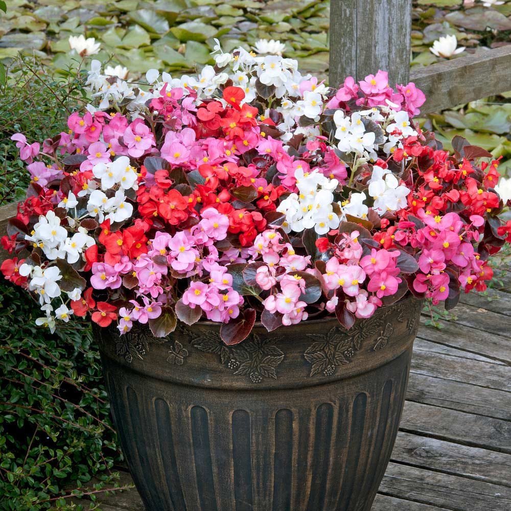 Begonia Semperflorens