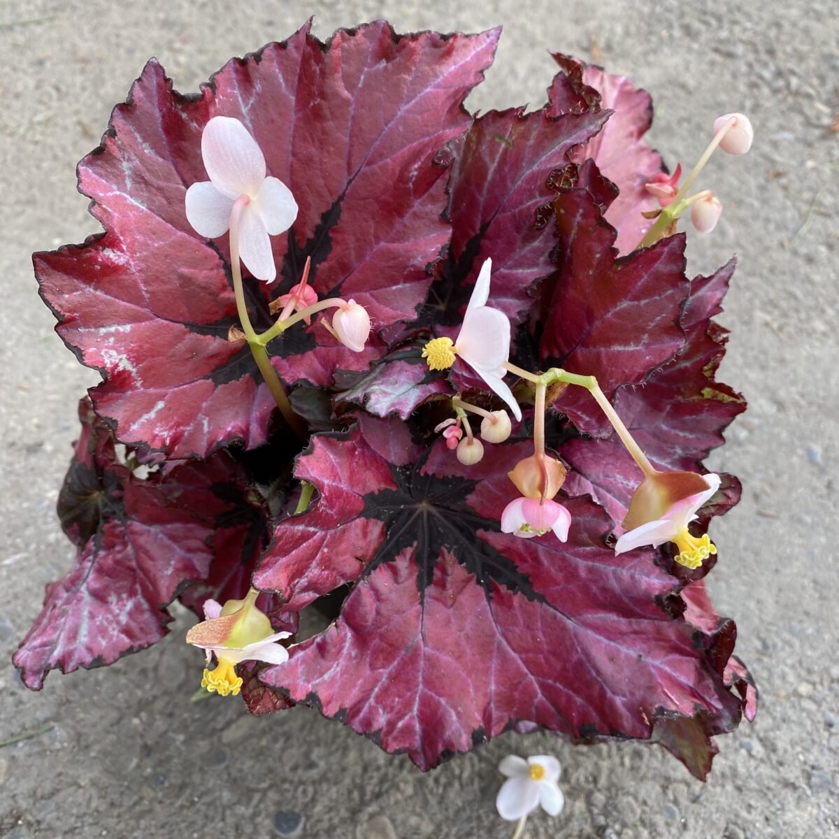 Begonia Rex 3