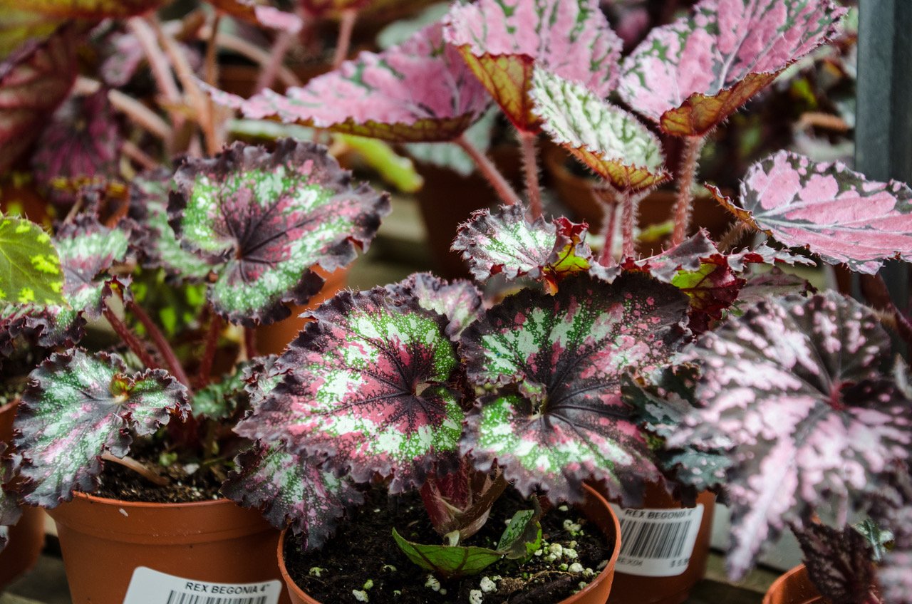 Begonia Rex 2