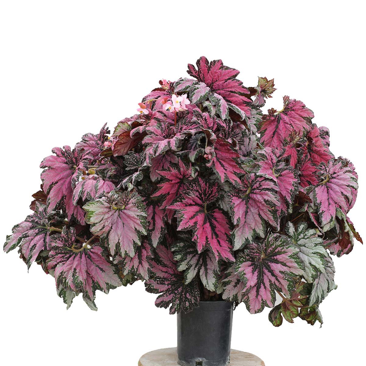 Begonia Rex