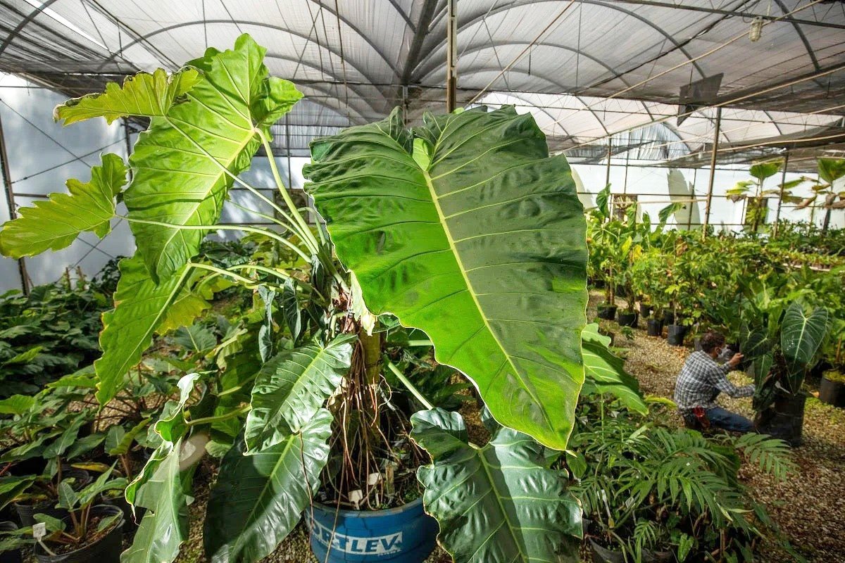 Philodendron Maximum