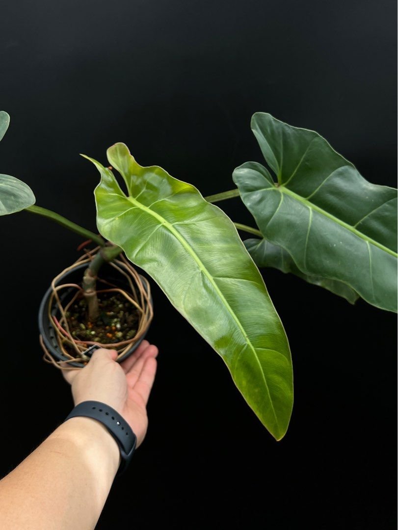 Philodendron Maximum 3
