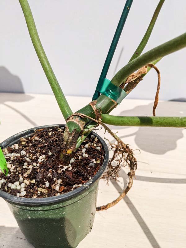 Philodendron Maximum 2