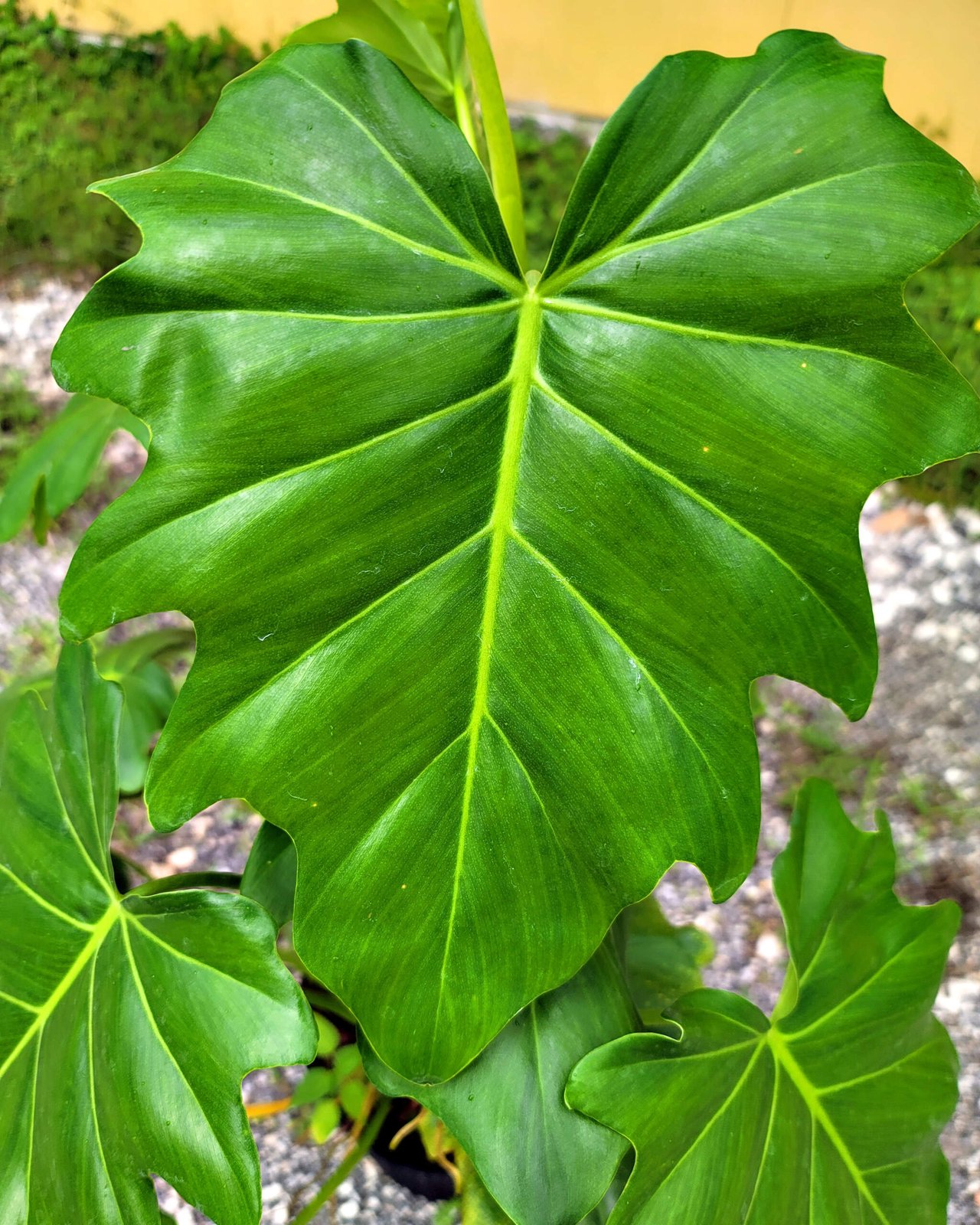 Philodendron Radiatum 2