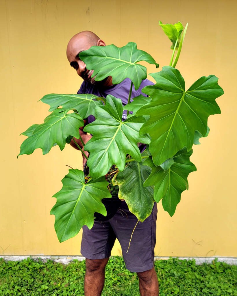 Philodendron Radiatum