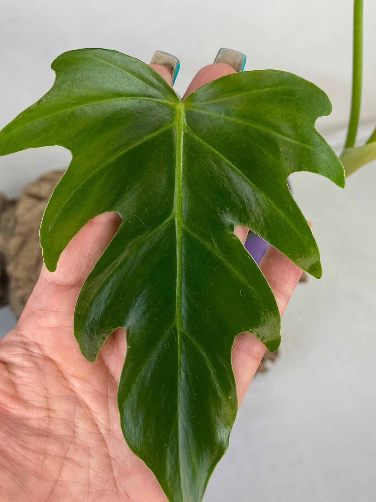 Philodendron Radiatum 3