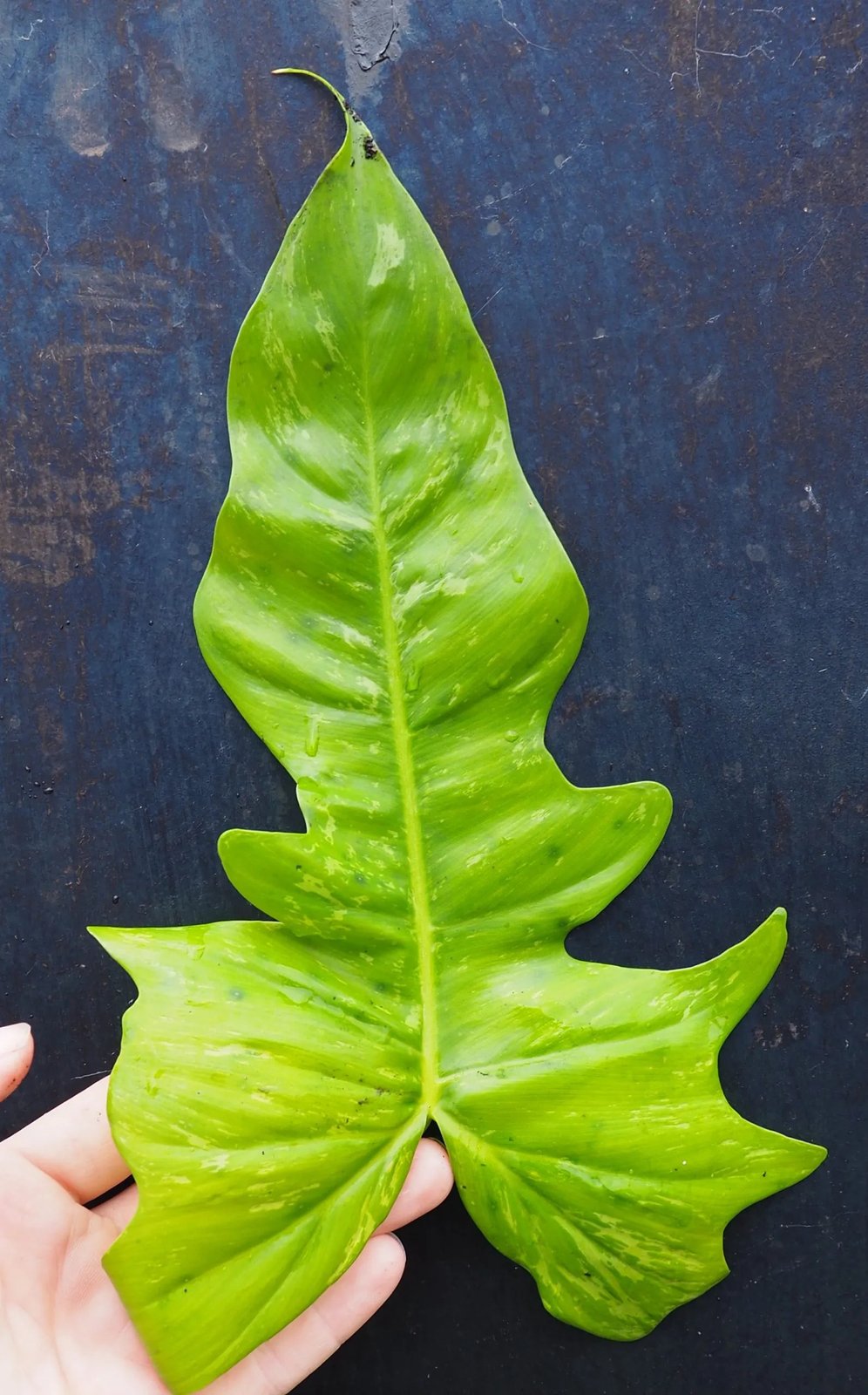 Philodendron Lime Fiddle 2