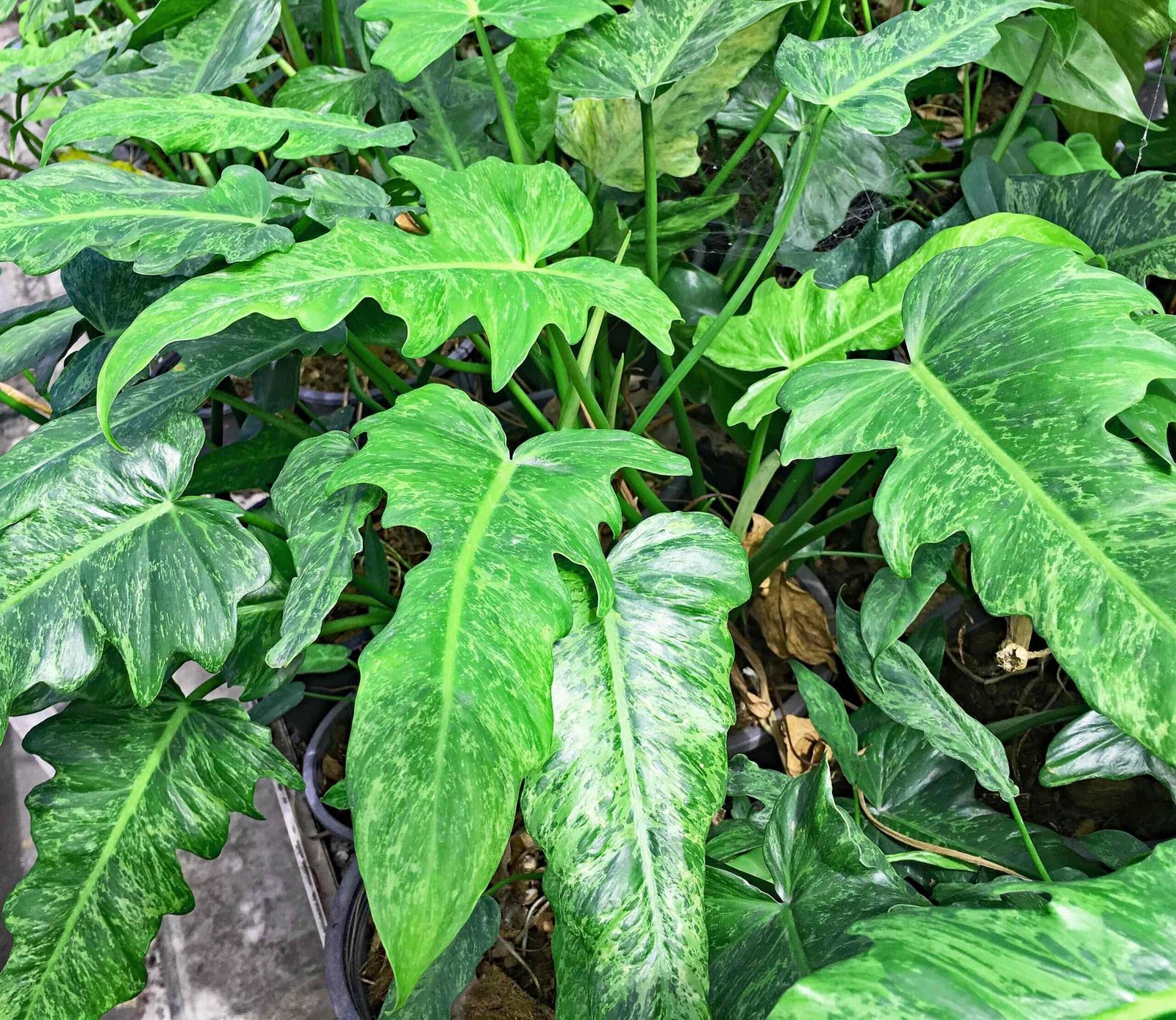Philodendron Lime Fiddle