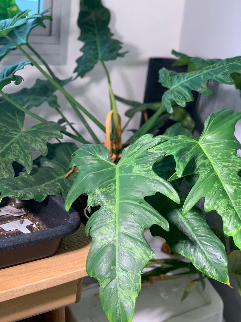Philodendron Lime Fiddle 3