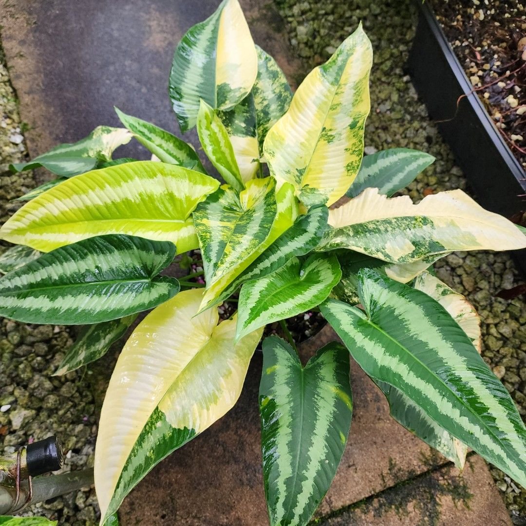 Schismatoglottis Wallichii Var