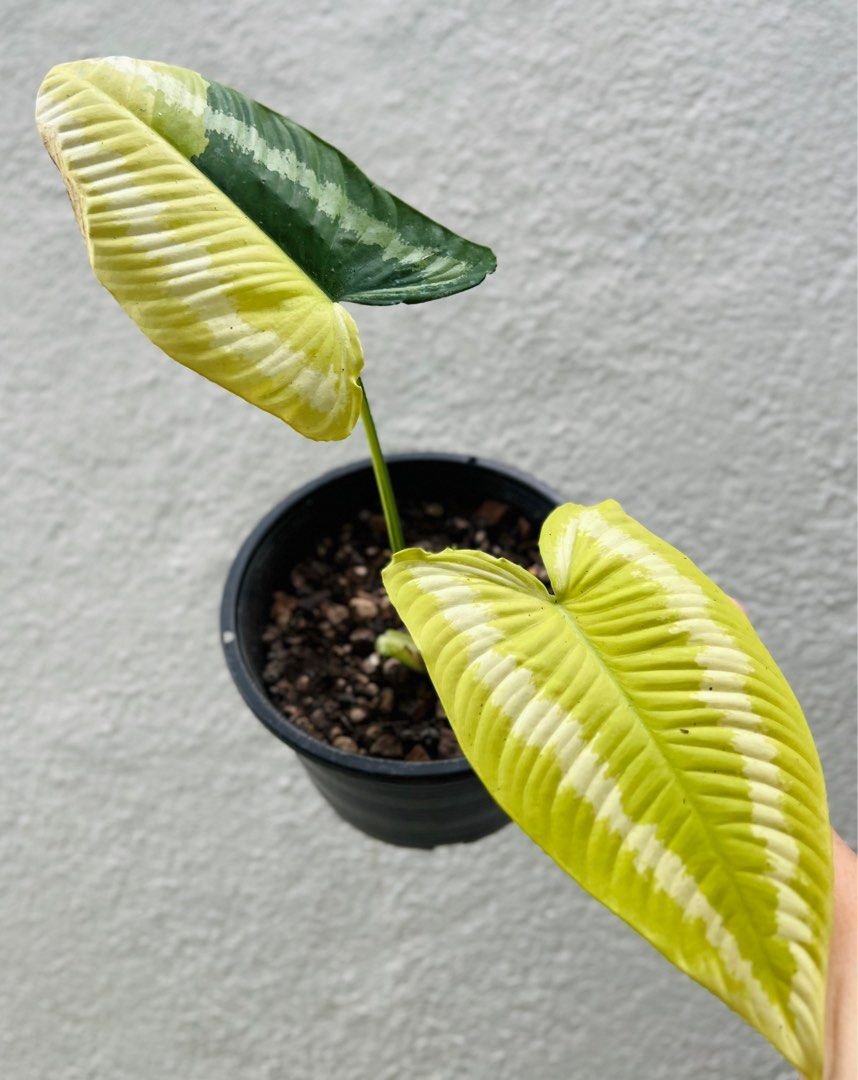 Schismatoglottis Wallichii Var 2