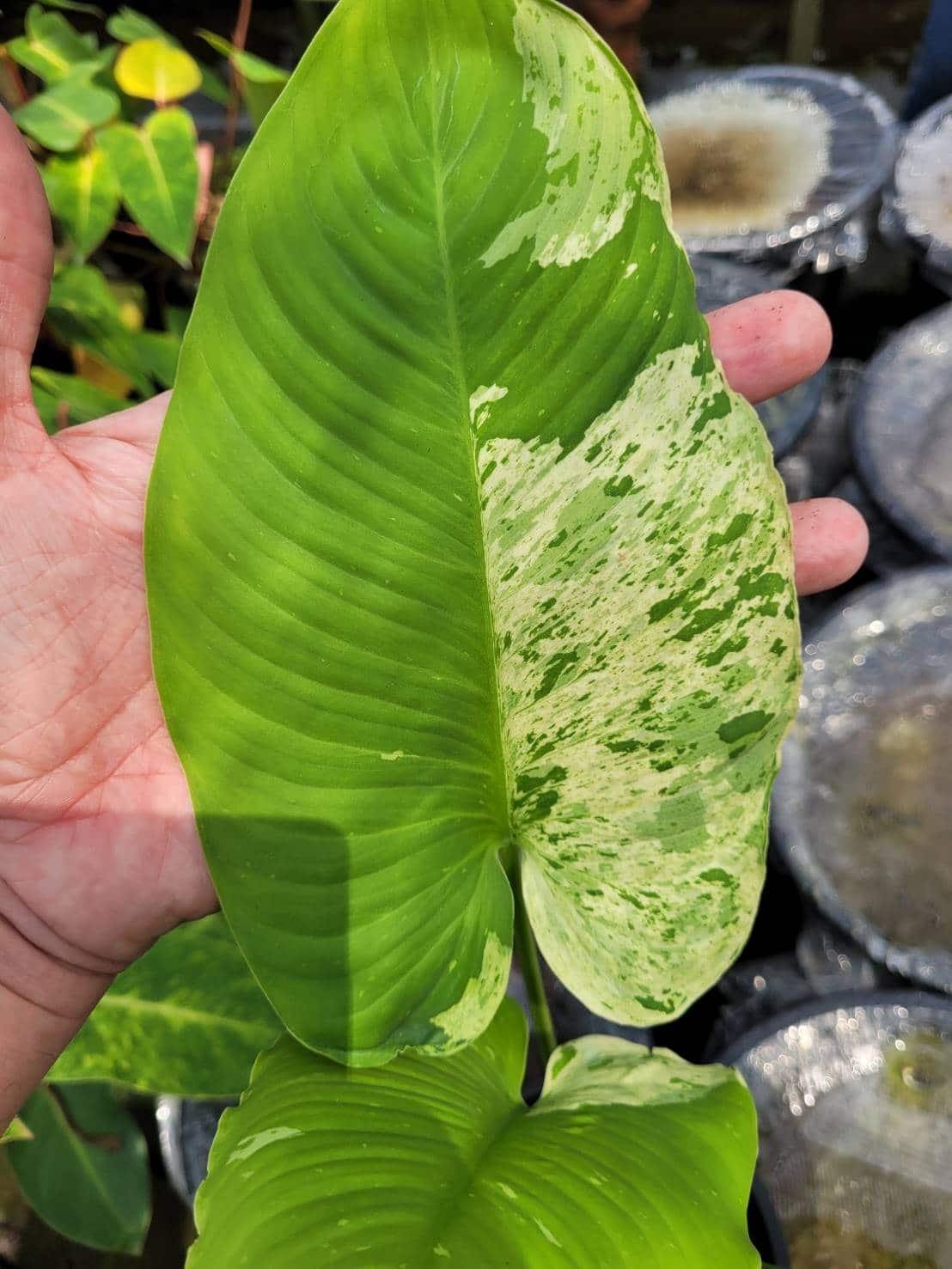 Schismatoglottis Wallichii Var 3