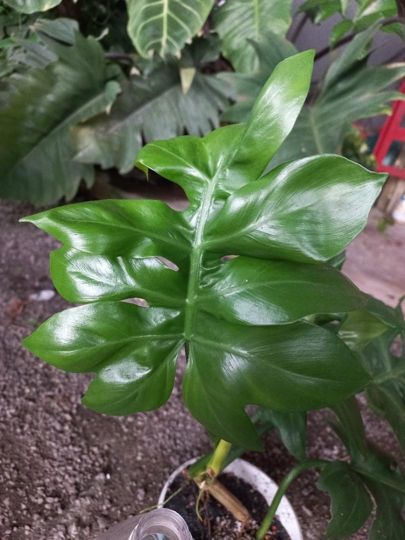 Philodendron Distantilobum 3