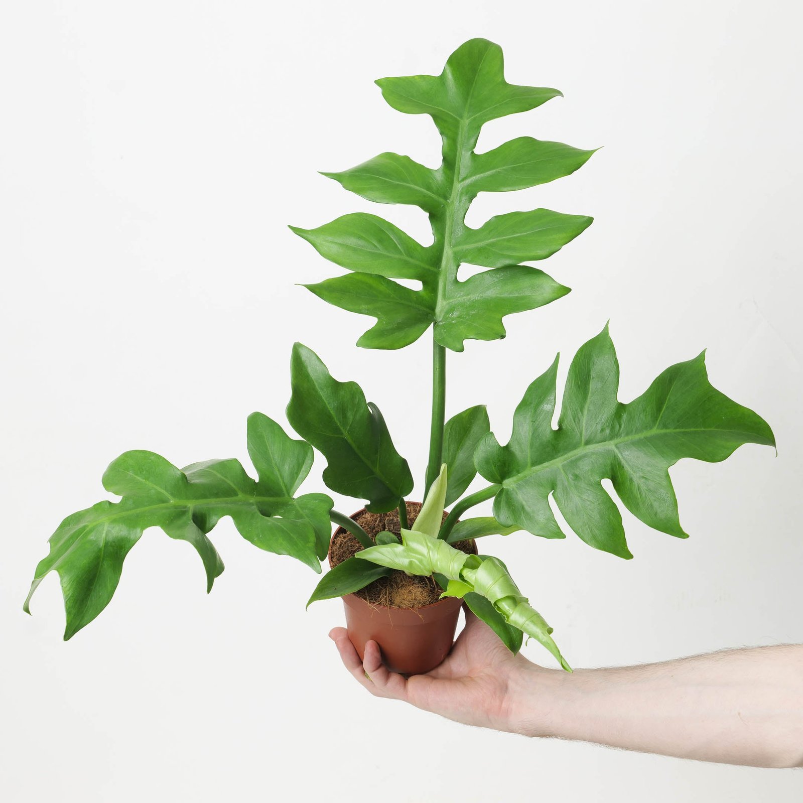 Philodendron Distantilobum 2