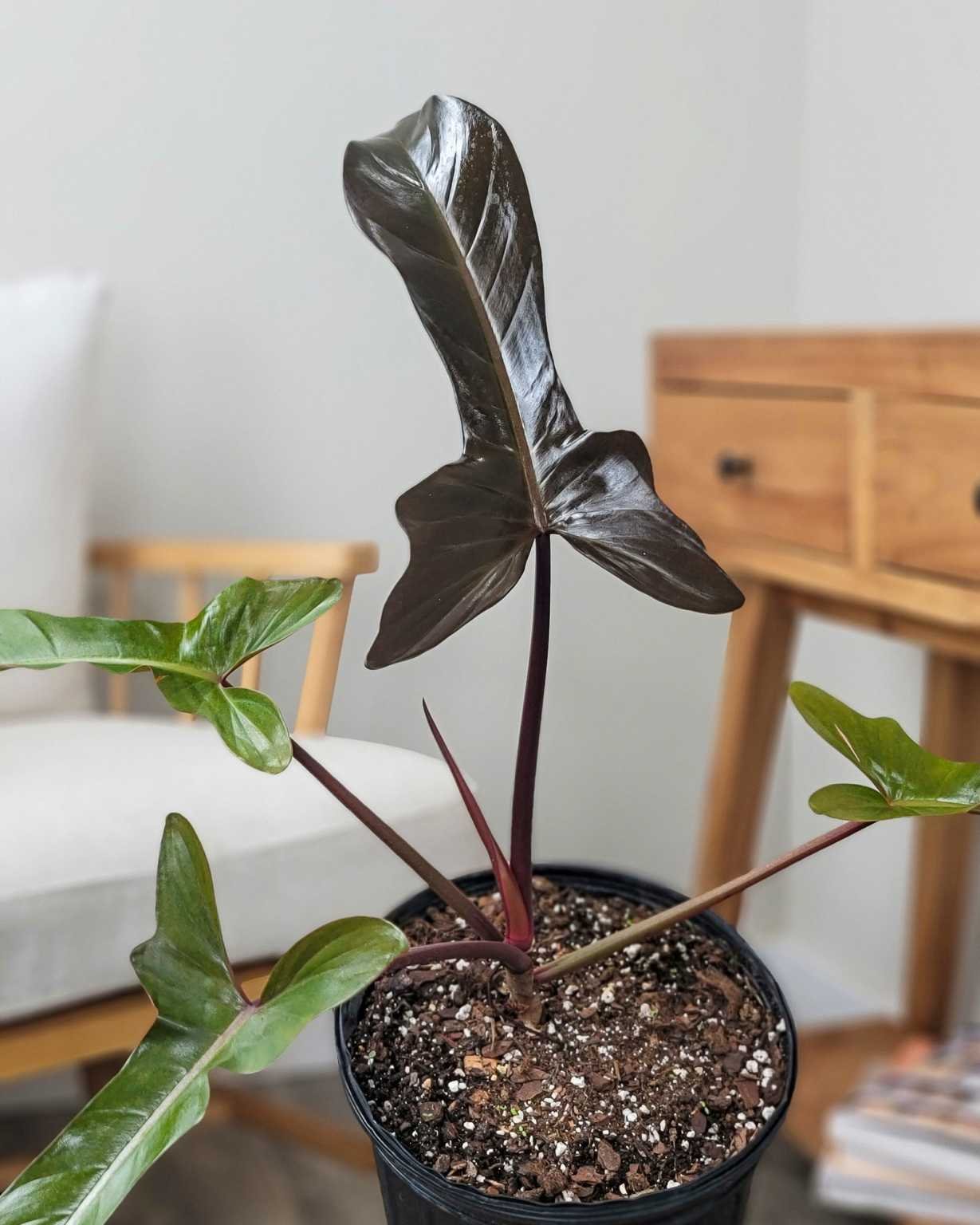 Philodendron Bronze 3