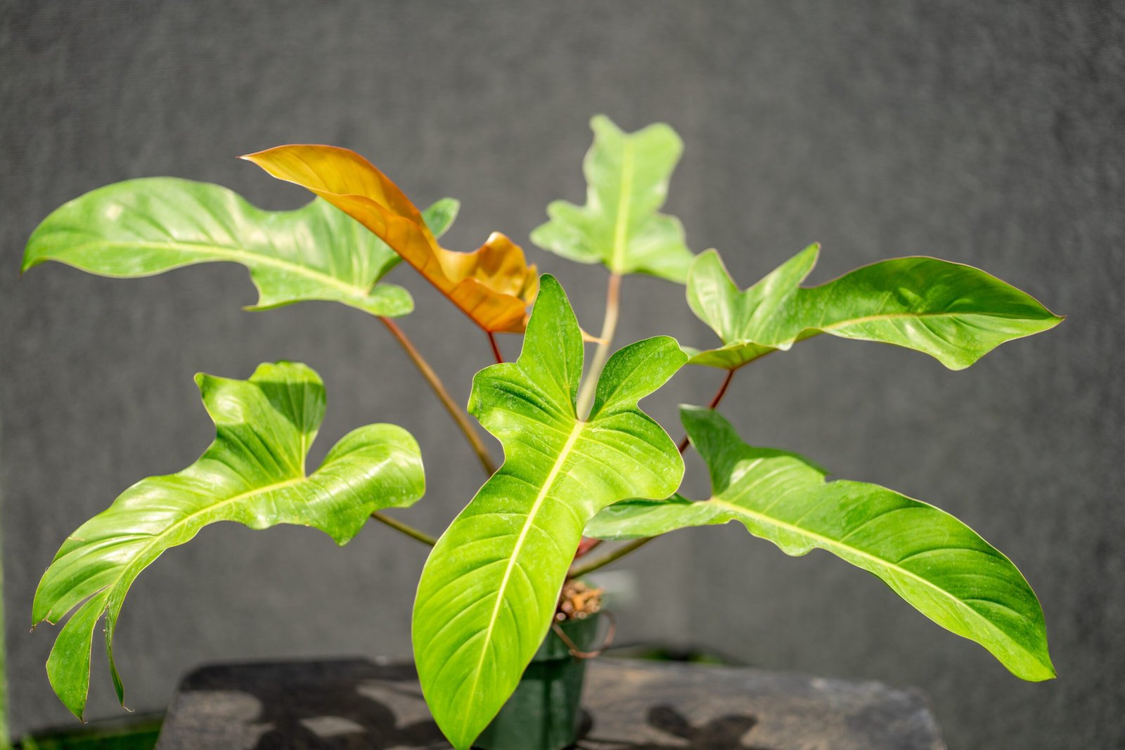 Philodendron Bronze 2