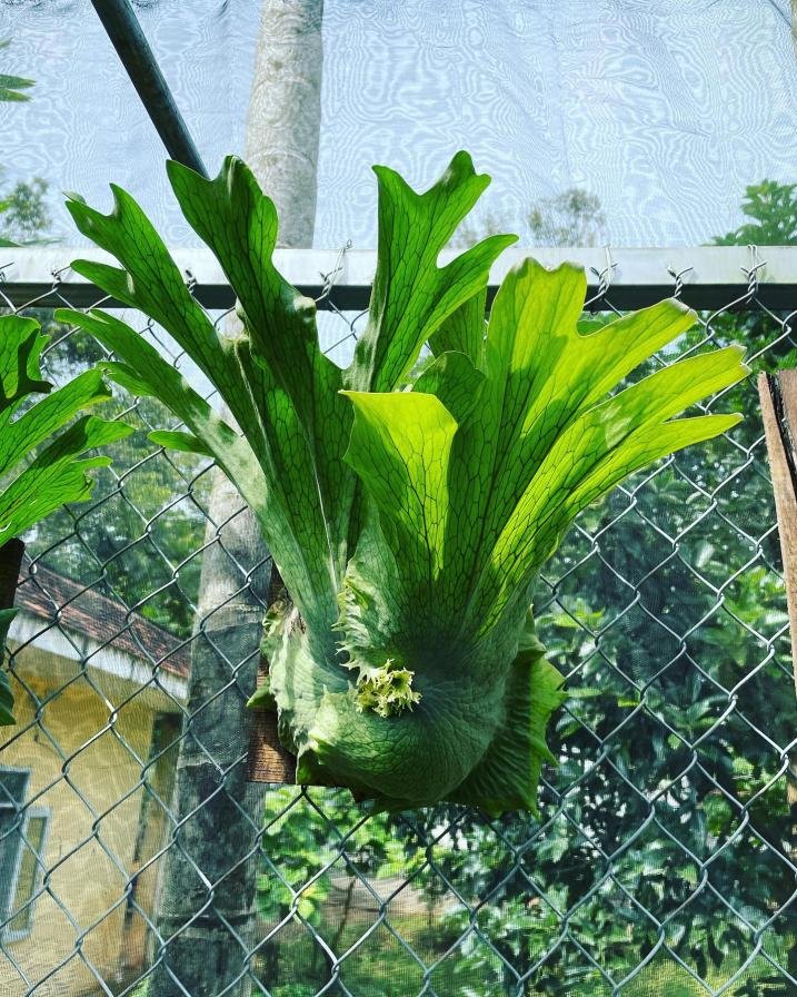 Platycerium Wandae High Finger (Ppore)