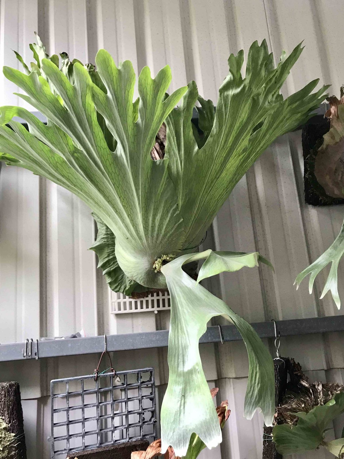 Platycerium Wandae High Finger (Ppore) 3