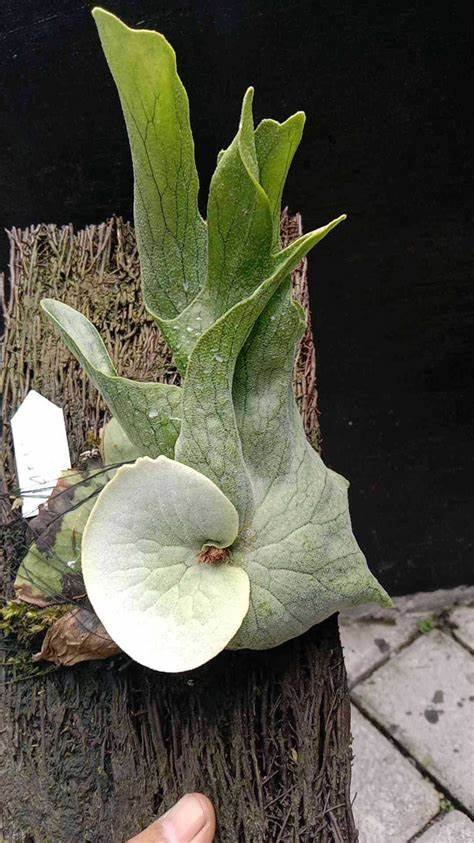 Platycerium Wandae High Finger (Ppore) 2