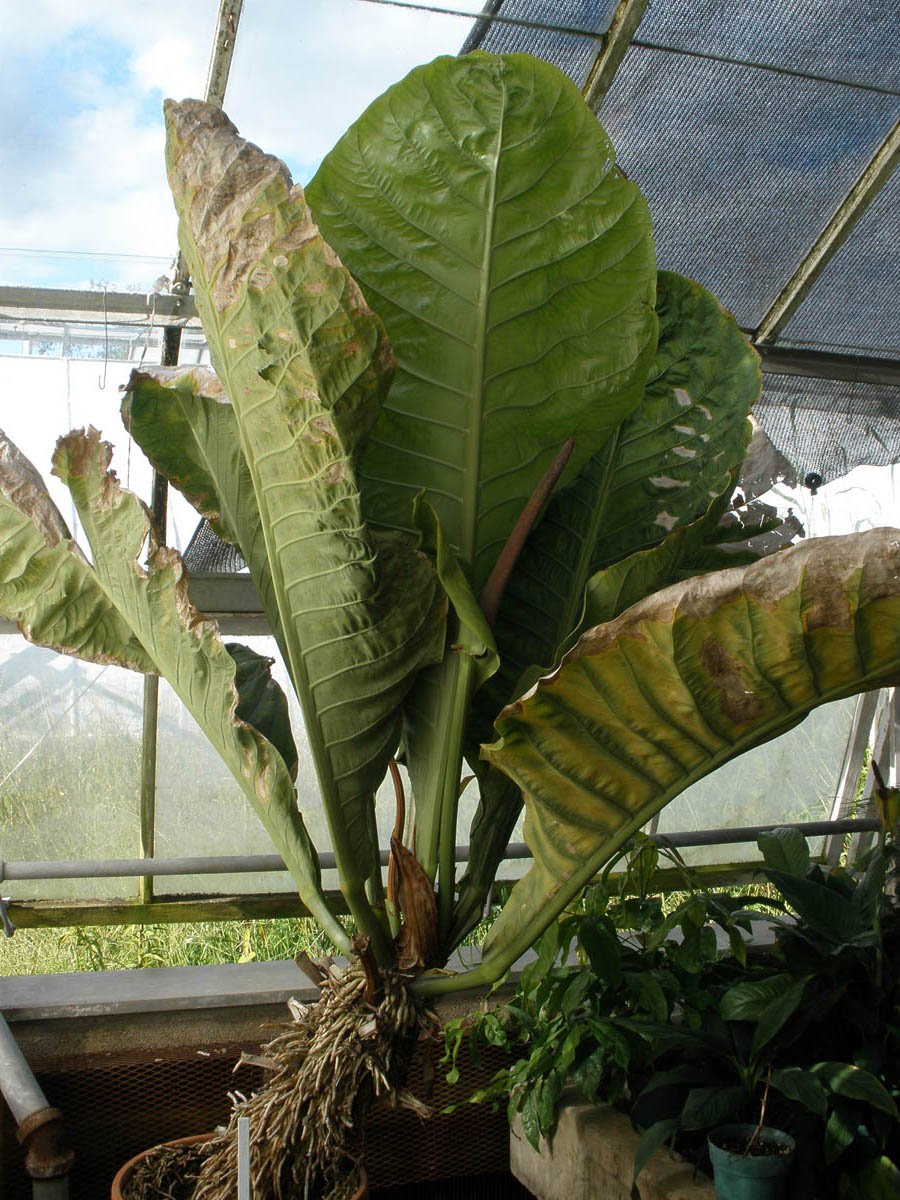 Anthurium Hookeri 3