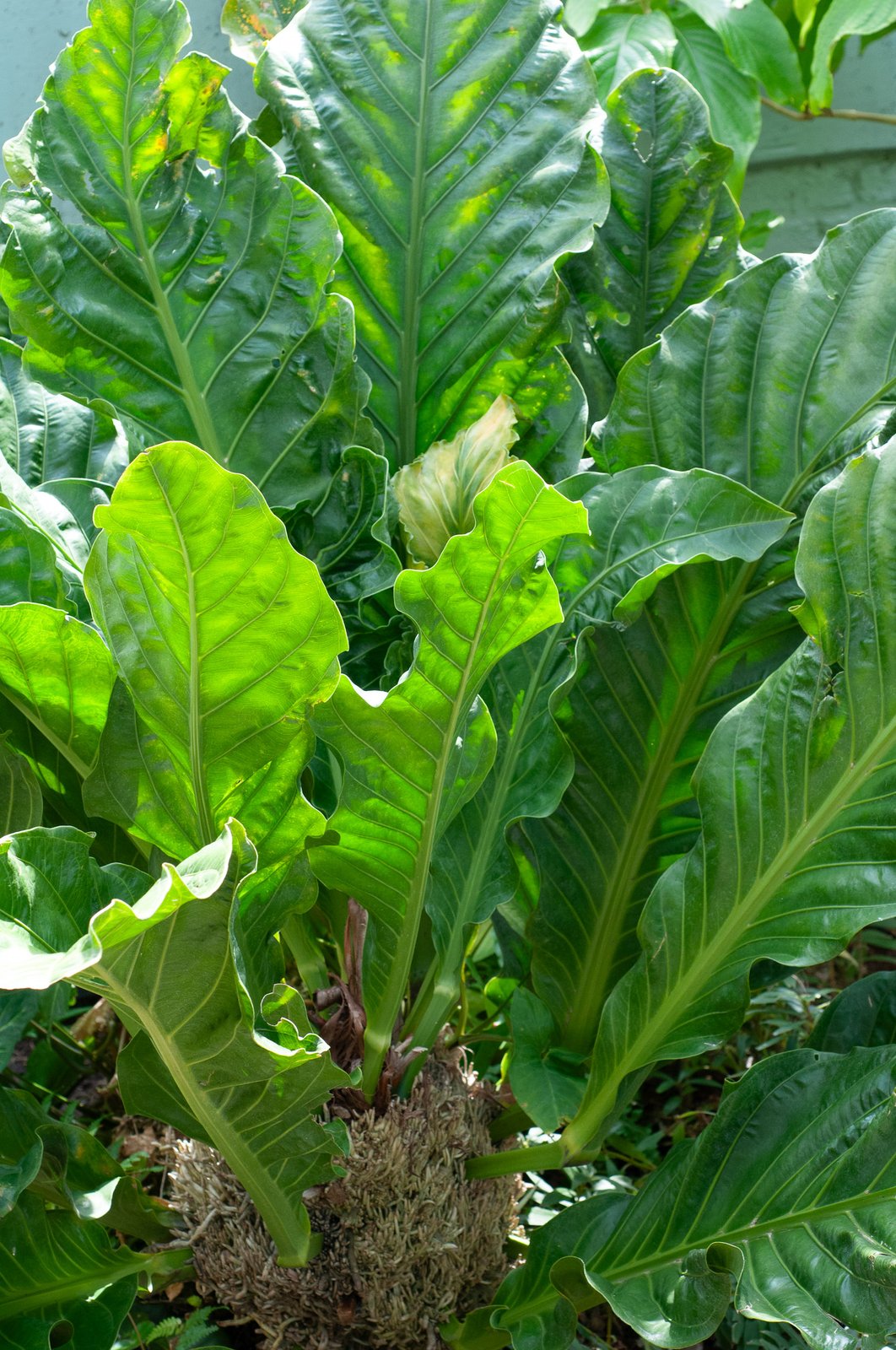 Anthurium Hookeri