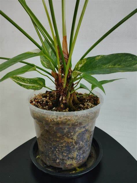 Anthurium Hookeri 2
