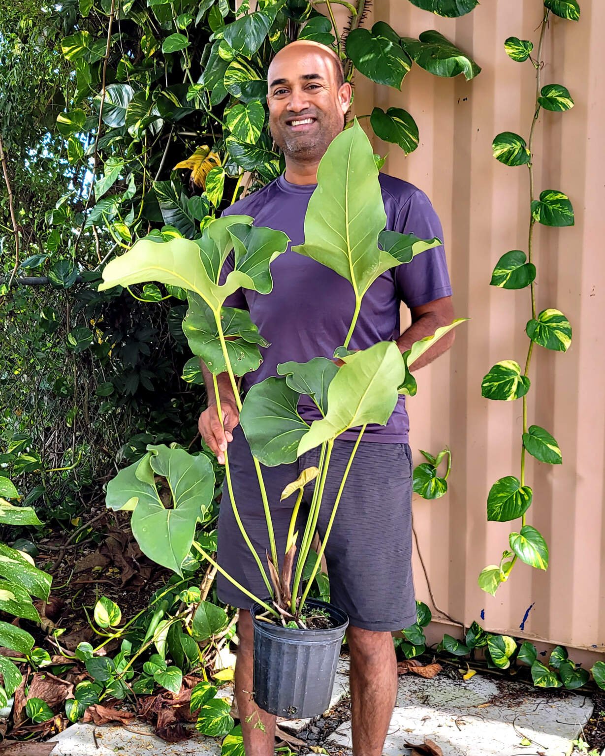 Anthurium Brownii 3