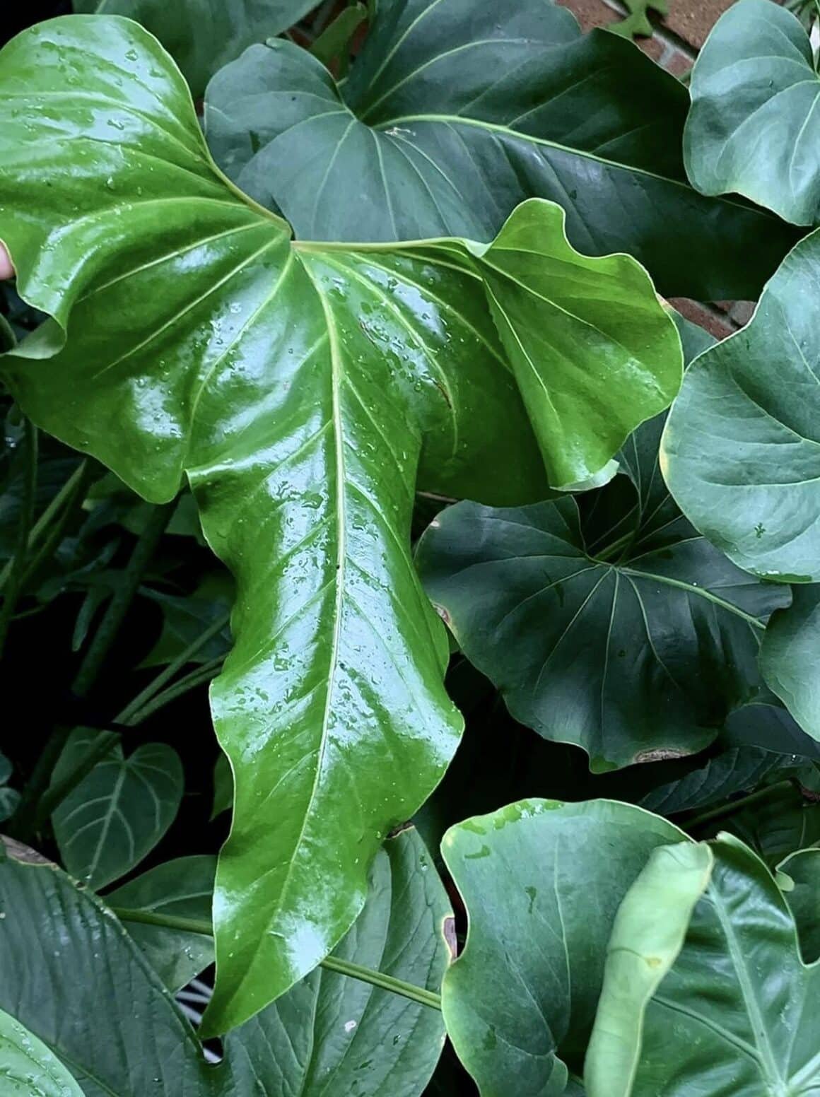 Anthurium Brownii 2