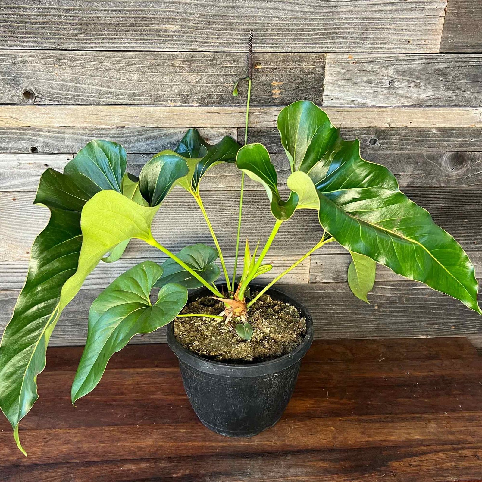 Anthurium Brownii