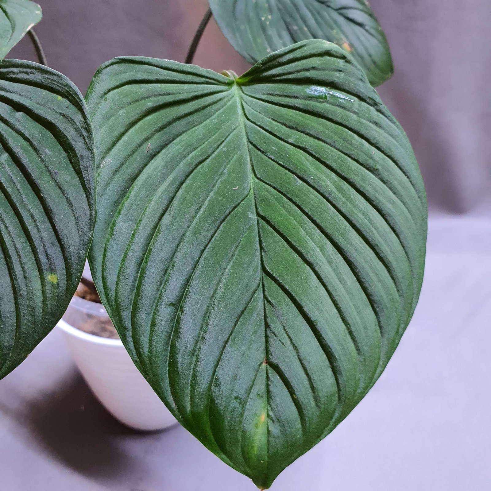 Thiên Niên Kiện Sidempuan (Homalomena Sidempuan) 3