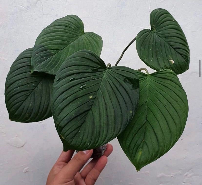 Thiên Niên Kiện Sidempuan (Homalomena Sidempuan) 2