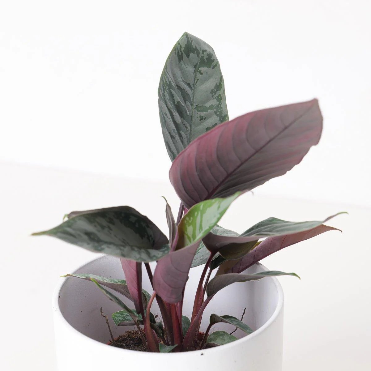 Thiên Niên Kiện Purple Sword (Homalomena Purple Sword) 2