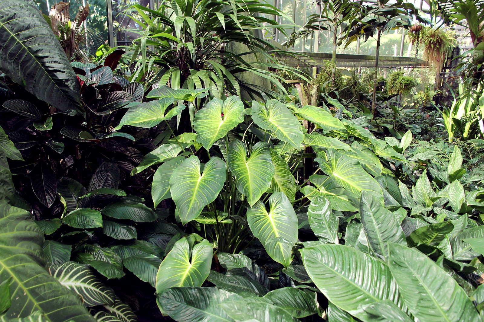 Thiên Niên Kiện Lindenii (Homalomena Lindenii) 2