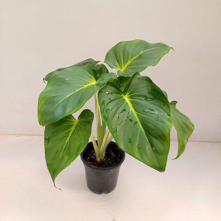 Thiên Niên Kiện Lindenii (Homalomena Lindenii)