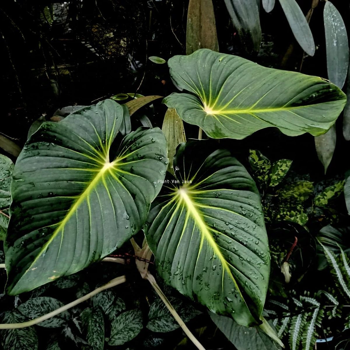 Thiên Niên Kiện Lindenii (Homalomena Lindenii) 3