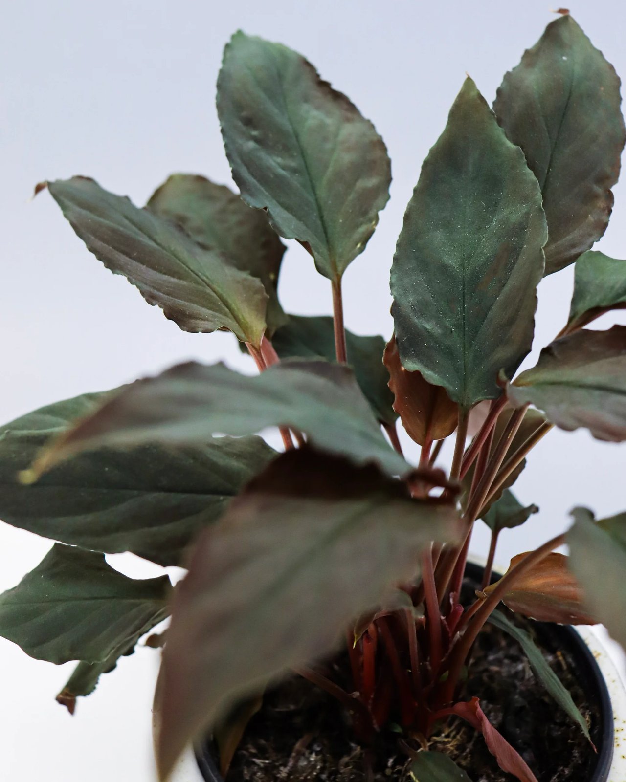 Thiên Niên Kiện Humilis Đen (Homalomena Humilis Black Form) 2