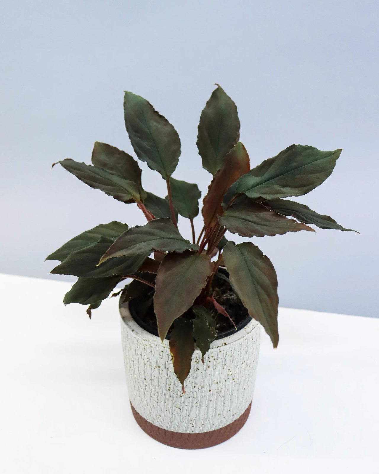 Thiên Niên Kiện Humilis Đen (Homalomena Humilis Black Form)