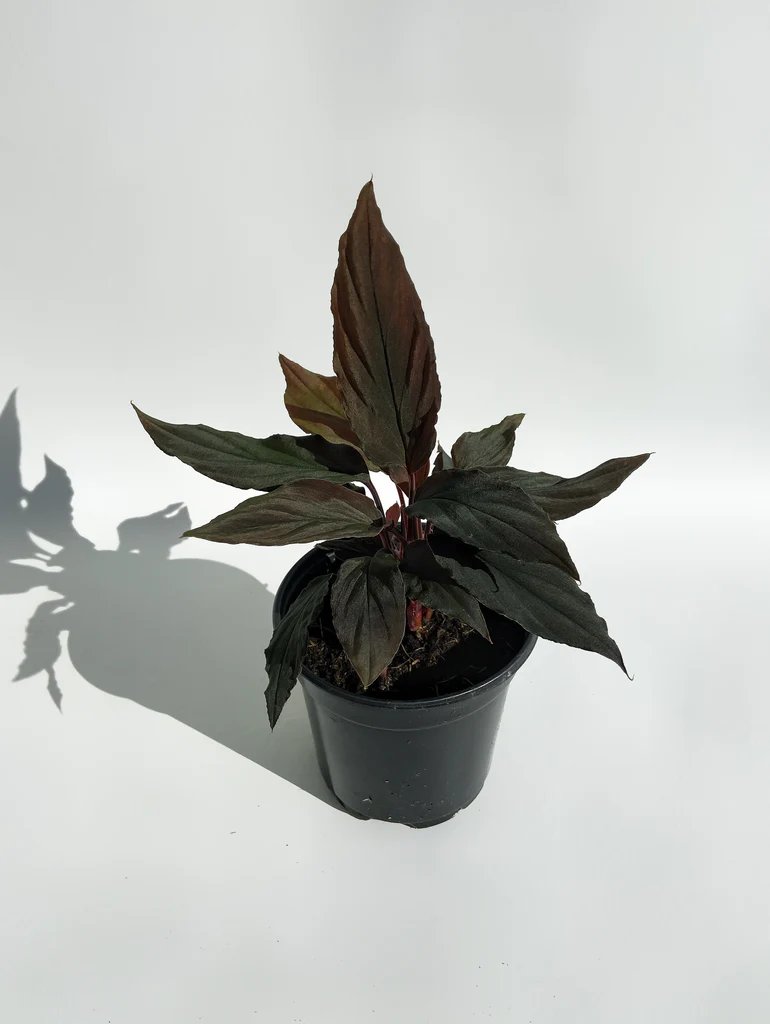 Thiên Niên Kiện Humilis Đen (Homalomena Humilis Black Form) 3