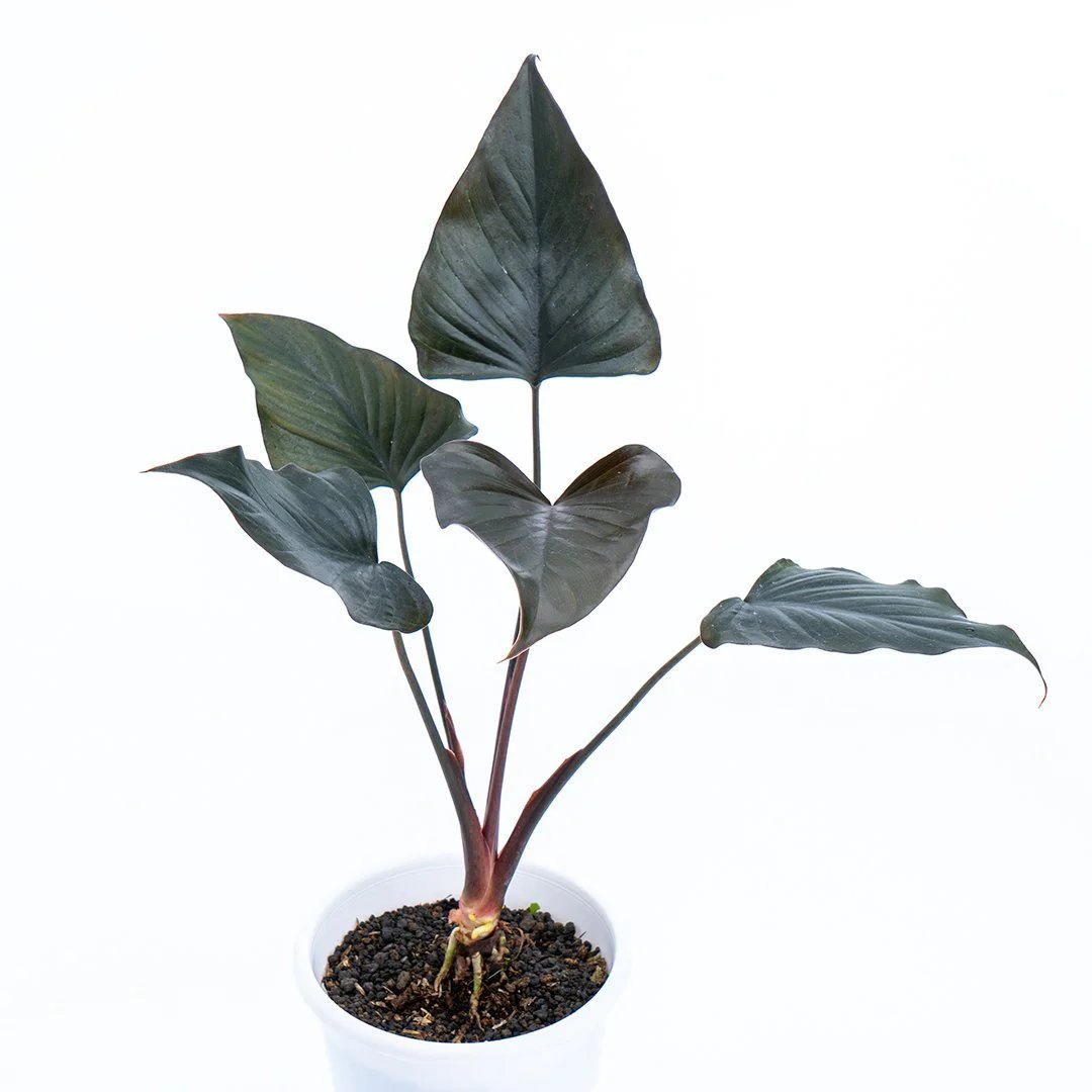 Thiên Niên Kiện Black Diamond (Homalomena Black Diamond)