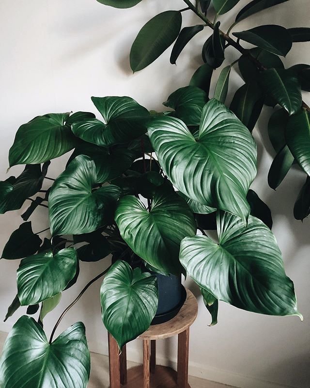 Thiên Niên Kiện Rubescens (Homalomena Rubescens)